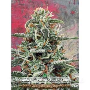 MINISTRY OF CANNABIS - White Widow