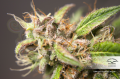 DUTCH PASSION - CBD Auto Charlotte’s Angel®