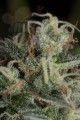 DINAFEM - Cheese CBD