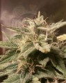 FEMALE SEEDS - Auto Bubble