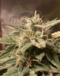 FEMALE SEEDS - Auto Bubble