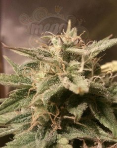 FEMALE SEEDS - Auto Bubble