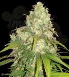 WORLD OF SEEDS - Afghan Kush x Yumbolt