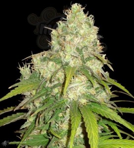 WORLD OF SEEDS - Afghan Kush x Yumbolt