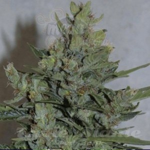 AMARANTA SEEDS - Amarant Dwarf