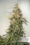 DUTCH PASSION - CBD Charlotte’s Angel ®