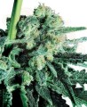 SENSI SEEDS - Sensi Skunk®