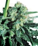 SENSI SEEDS - Sensi Skunk®