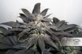  DUTCH PASSION - Bubba Island Kush®