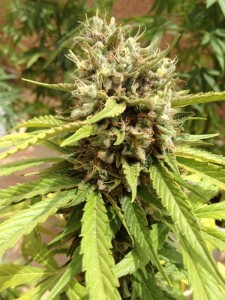 DUTCH PASSION - Auto Blueberry®