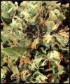 GREEN HOUSE SEEDS - Kalashnikova