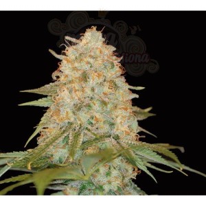 DNA GENETICS - LA Chocolat