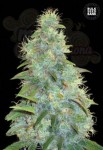 BULK SEED BANK - Auto Sweet Tooth