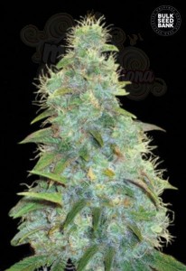 BULK SEED BANK - Auto Sweet Tooth