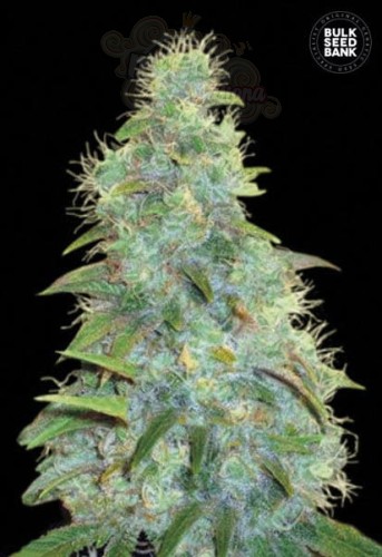 BULK SEED BANK - Auto Sweet Tooth