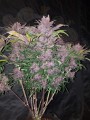 FASTBUDS - Blackberry Auto