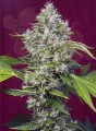 SWEET SEEDS - San Fernando Lemon Kush