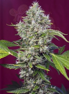 SWEET SEEDS - San Fernando Lemon Kush
