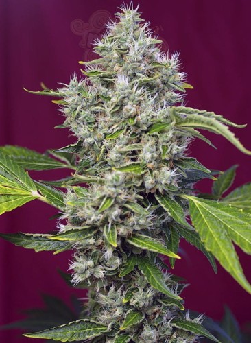 SWEET SEEDS - San Fernando Lemon Kush