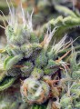 SWEET SEEDS - San Fernando Lemon Kush