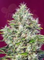 SWEET SEEDS - San Fernando Lemon Kush
