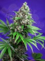 SWEET SEEDS - Killer Kush F1 Fast Version