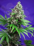 SWEET SEEDS - Killer Kush F1 Fast Version