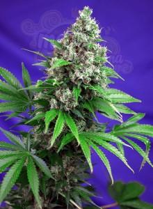 SWEET SEEDS - Killer Kush F1 Fast Version