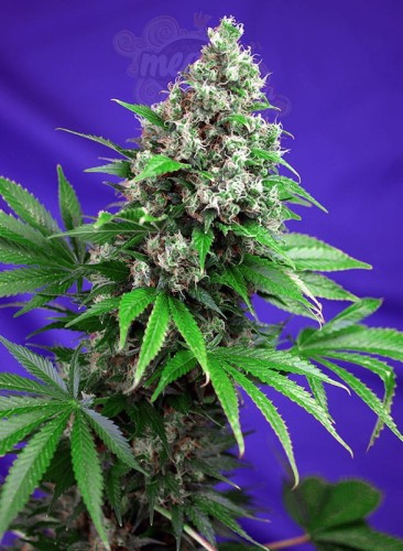 SWEET SEEDS - Killer Kush F1 Fast Version