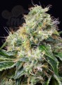 SWEET SEEDS - Killer Kush F1 Fast Version