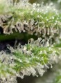 SWEET SEEDS - Killer Kush F1 Fast Version