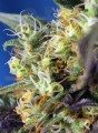 SWEET SEEDS - Ice Cool CBD