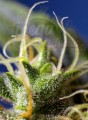 SWEET SEEDS - Ice Cool CBD
