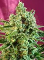 SWEET SEEDS - S.A.D. Sweet Afgani Delicious CBD