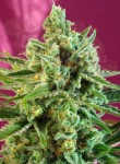 SWEET SEEDS - S.A.D. Sweet Afgani Delicious CBD