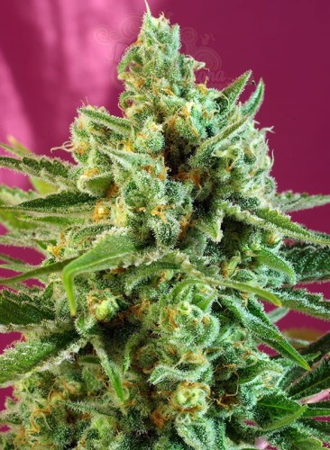 SWEET SEEDS - S.A.D. Sweet Afgani Delicious CBD