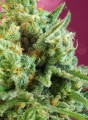 SWEET SEEDS - S.A.D. Sweet Afgani Delicious CBD