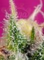 SWEET SEEDS - S.A.D. Sweet Afgani Delicious CBD