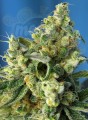 SWEET SEEDS - Sweet Amnesia Haze