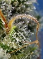 SWEET SEEDS - Sweet Amnesia Haze