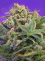 SWEET SEEDS - Sweet Cheese