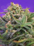 SWEET SEEDS - Sweet Cheese