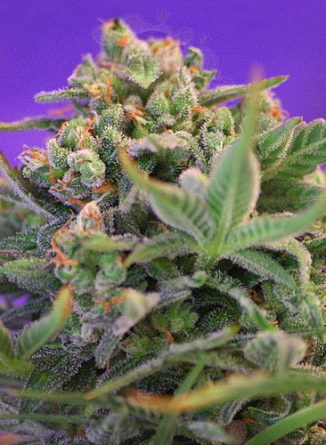 SWEET SEEDS - Sweet Cheese