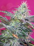 SWEET SEEDS - Sweet Cheese Auto