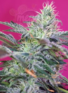 SWEET SEEDS - Sweet Cheese Auto