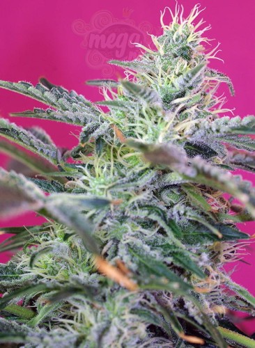 SWEET SEEDS - Sweet Cheese Auto