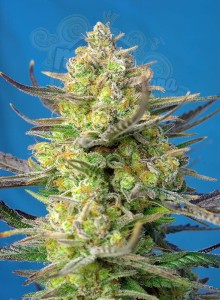 Sweet Seeds - Sweet Cheese XL Auto