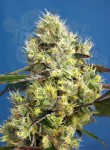 Sweet Seeds - Sweet Gelato Auto