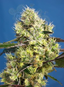 Sweet Seeds - Sweet Gelato Auto