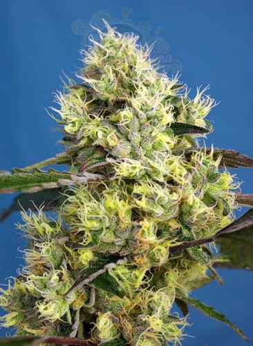 Sweet Seeds - Sweet Gelato Auto